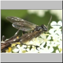 Macrophya montana - Blattwespe m01.jpg